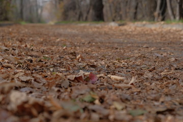 Asphalt road covered with orange foliage in autumn park. Autumn in park.