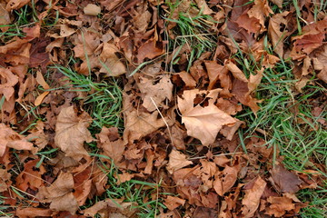 Maple leaves on the ground. Orange leaves on the ground in park. Texture, background.