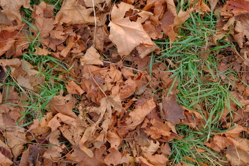 Maple leaves on the ground. Orange leaves on the ground in park. Texture, background.