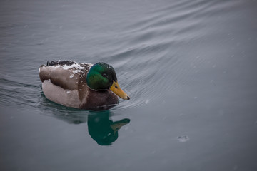 Ente im Winter