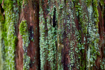 Fototapeta premium tree in the forest