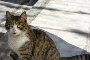Close-up photo of a grey and white stray cat, young male kitten with beautiful eyes