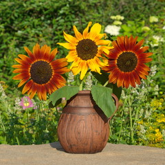 Decorative sunflowers in a clay jug outdoor