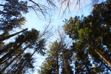 Trees against blue sky