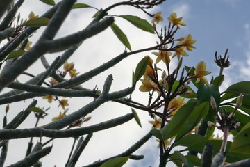 Branches and plumeria flowers, also called frangipane flowers