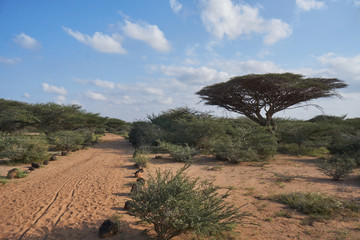 Fototapeta na wymiar Djibouti bush lands
