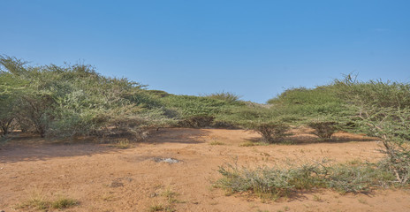 Djibouti bush lands