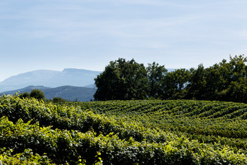 Fototapeta na wymiar vineyard in the north of spain