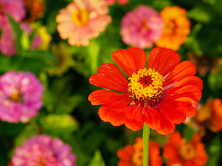 Close-up shot of bright red Zinnia flowers blooms on a blurry background of flower and leaf in the flower garden.