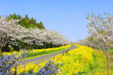 벚꽃과유채꽃이 아름다운 제주 녹산로의 봄 풍경이다.