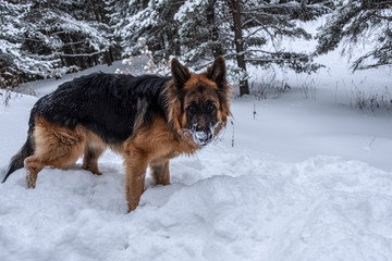 German shepherd in winter. Shepherd on snow.