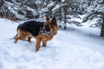 German shepherd in winter. Shepherd on snow.