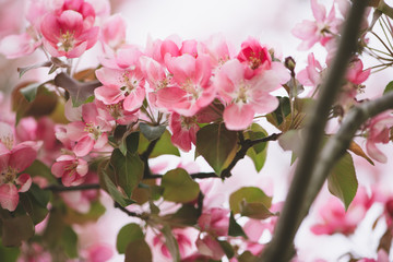 Fototapeta na wymiar Defocus blur background of first spring young blooming buds of pink flowers of apple tree
