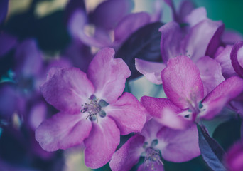 Defocus blur background of first spring young blooming buds of pink flowers of apple tree