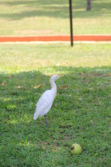 Fototapeta premium cautiously strolling bird in the park