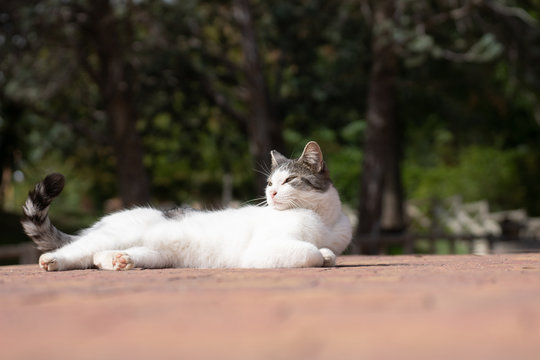 Gato callejero tumbado tomando el sol en un parque en Madrid