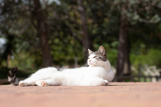Gato callejero tumbado tomando el sol en un parque en Madrid