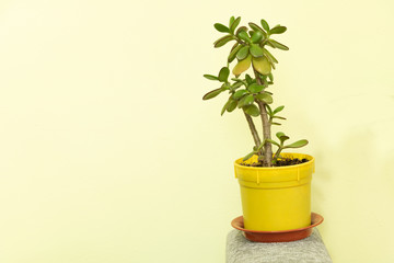 Crassula ovata in the yellow pot with copy space