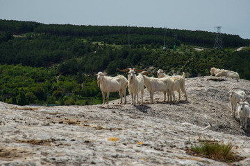 Goats in the mountains