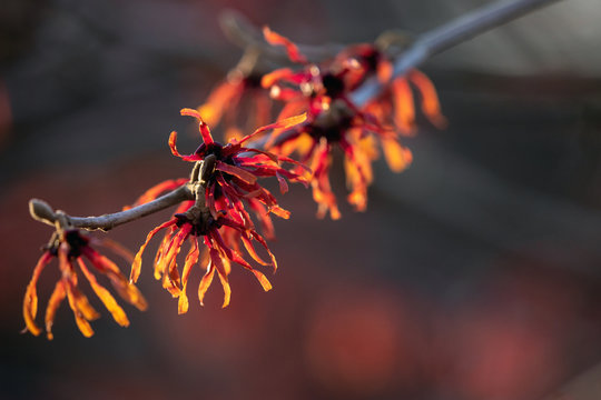 Zaubernuss Hamamelis