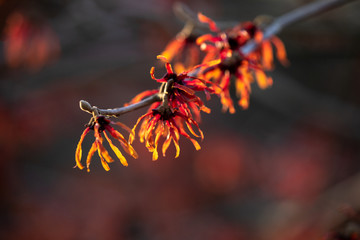 Zaubernuss Hamamelis