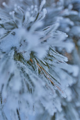 frost on pine needles
