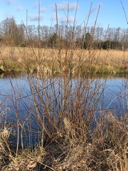 Meisenpaar im Frühling im Strauch am Wasser 