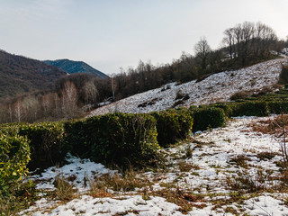 Fototapeta na wymiar Tea bushes in the mountains of the North Caucasus. View of green terraces with clipped tea bushes growing in the snow. The most northern tea.