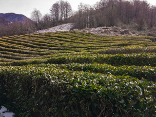 Fototapeta na wymiar Tea plantation in the mountains of the North Caucasus. View of the beautiful terraces with cropped tea bushes growing in the snow. The most northern tea.