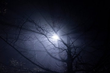 Lamp post shining through tree's branches in fog. Street light's beam in foggy night. Dense fog.
