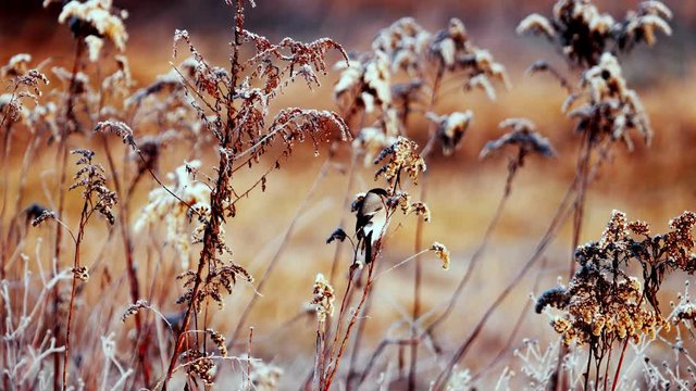 Zimowy mroźny wczesny poranek - żerujące Gile zwyczajne  (Pyrrhula pyrrhula)  na zeszłorocznych kwiatostanach nawłoci pospolitej