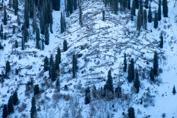 A lot fallen trees after hurricane in mountains. Fallen trees lay on mountain face.