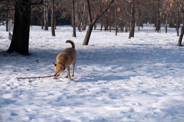 Dog is playing with stick in winter park. Dog is biting stick park.
