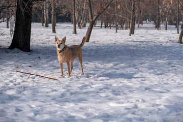 Dog is playing with stick in winter park. Dog is biting stick park.