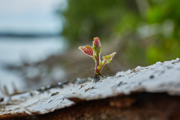 new life