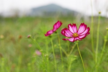 여름코스모스입니다