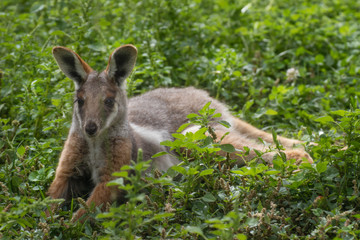 Wallaby de roca sobre la hierba en un día soleado (Petrogale xanthopus xanthopus)