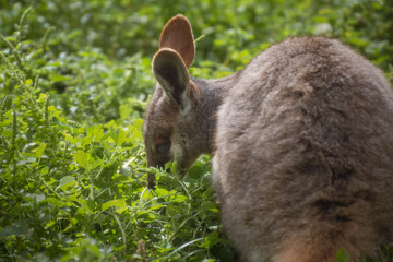 Wallaby de roca sobre la hierba en un día soleado (Petrogale xanthopus xanthopus)