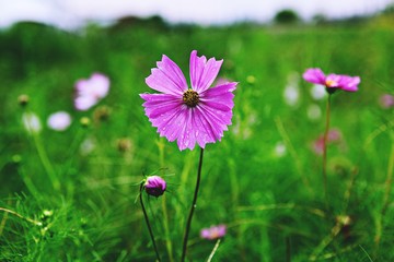 여름코스모스입니다