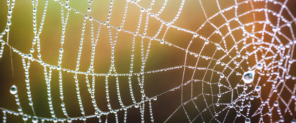 Dew on a spider web