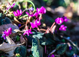 Spring floral concept