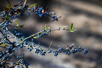 autumn fruits of Barberry bush