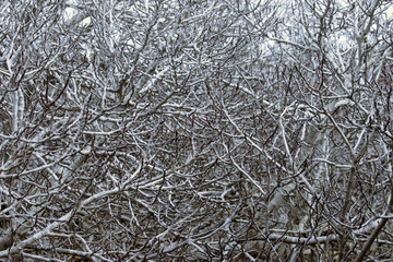 Quantum Entanglement, Close-up of a seemingly impenetrable bush near Ft Pulaski National Monument,...