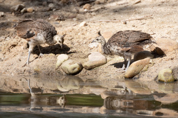 Pavo real y sus pollos bebiendo agua en un río