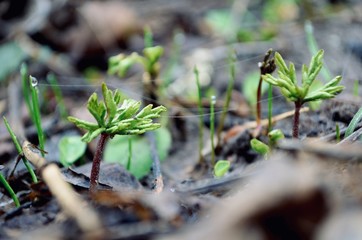 closeup of a plant