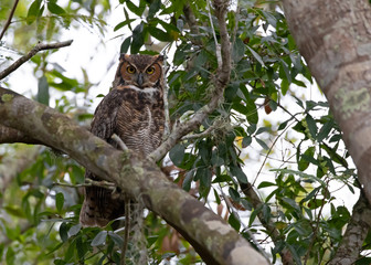 Great Horned Owl perched on an Oak tree at rest inbetween feeding during a sunny Florida afternoon, soon to be pestered by dozens of boat-tailed grackles hoping to move this Owl far from their nesting