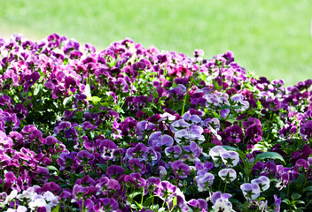 Flowers violet and white pansy
