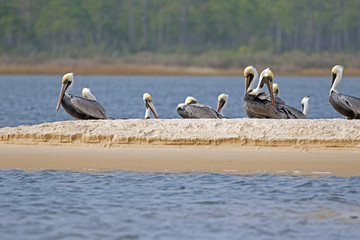 Natural Pelican Pier, alligator point northern florida USA, panhandle of Florida