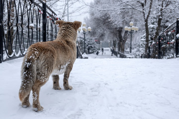 Stray dog is looking on people in far. Stray dog in winter park.