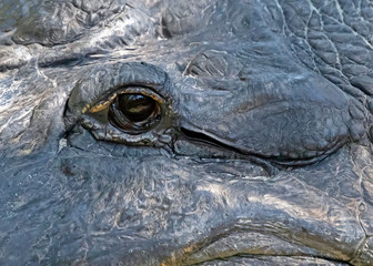 Naklejka premium American Alligator Up Close and Personal, close-up with a very large American Alligator with an eye-on-you, fun and informative image, for use with a variety of print and publications